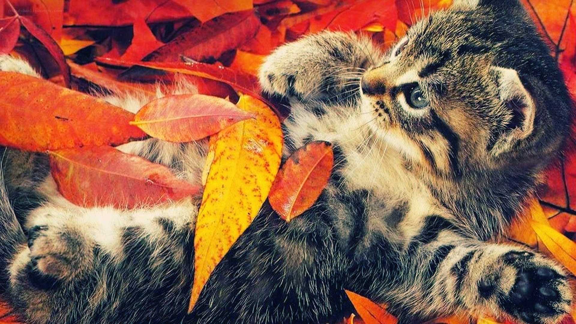 kitten in autumn leaves