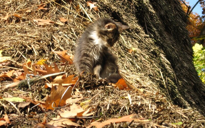 Kitten in autumn leaves