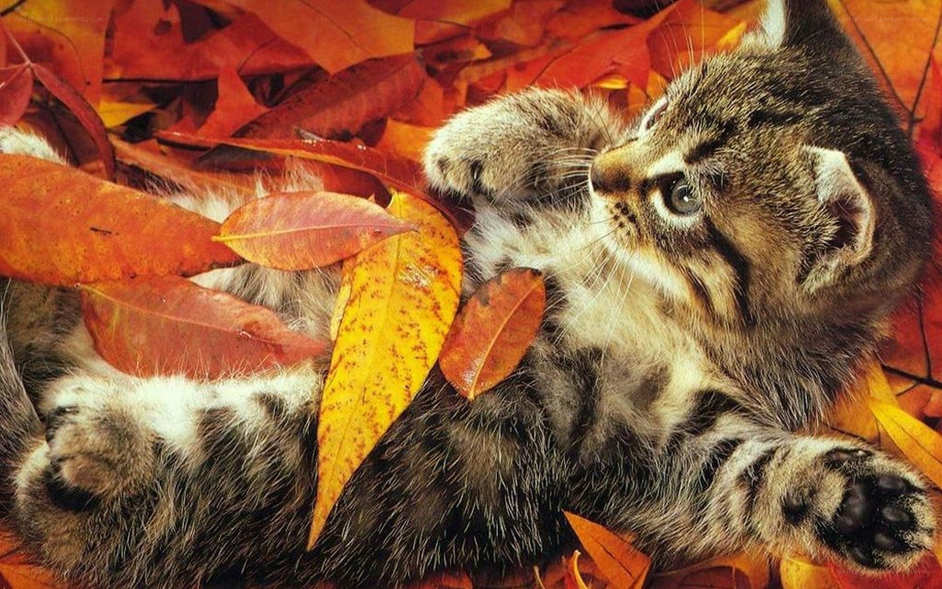kitten in autumn leaves