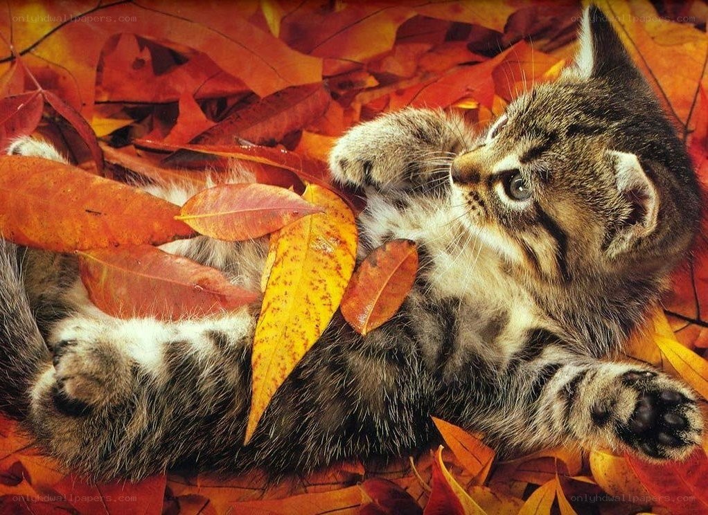 kitten in autumn leaves