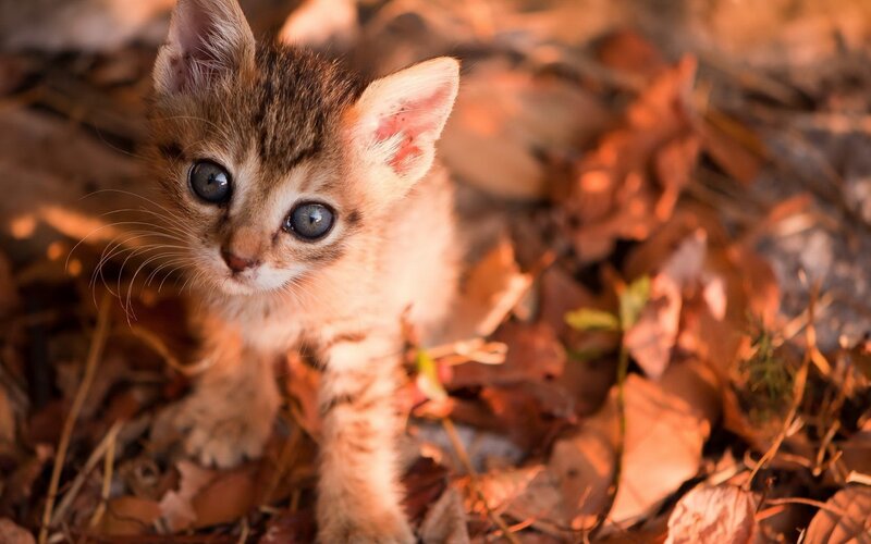 Kitten in Autumn Leaves — Brown, Calm