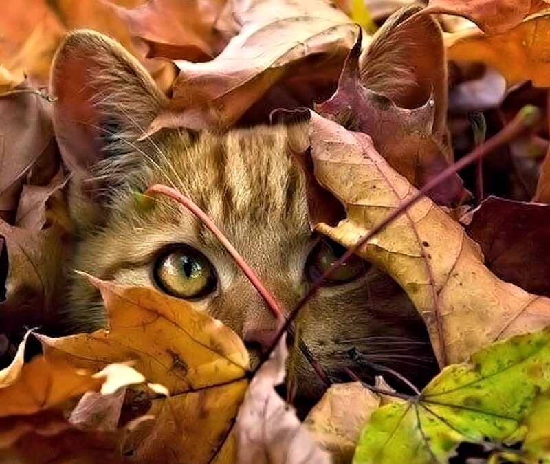 Kitten in Autumn Leaves — Brown