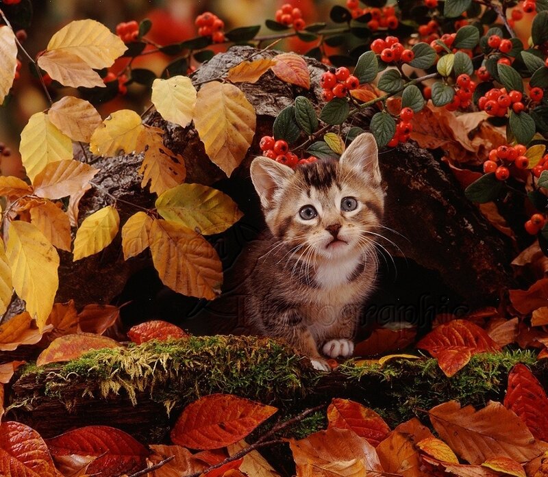 Kitten in Autumn Leaves — Orange, Calm, Photograph, Berries, Moss