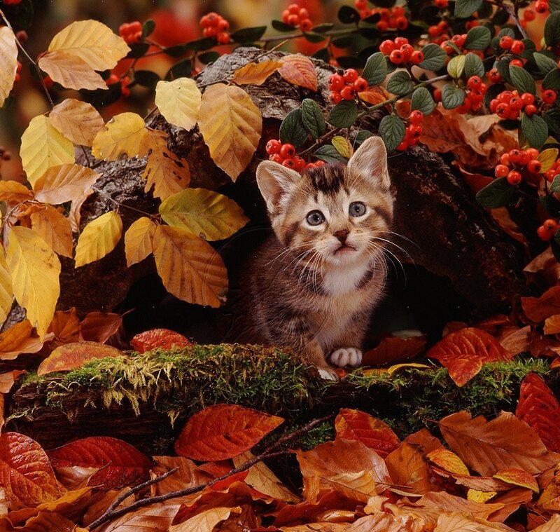 Kitten in Autumn Leaves — Orange, Calm, Photograph, Berries