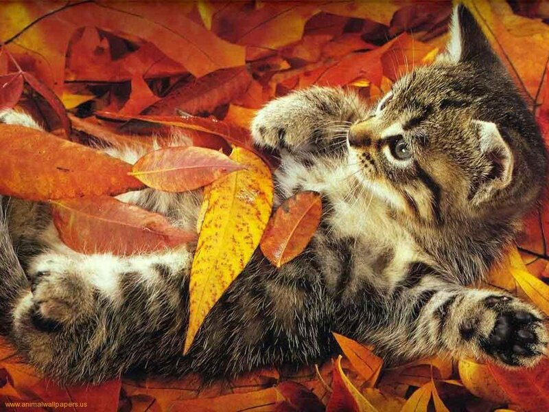 Kitten in Autumn Leaves — Orange, Calm