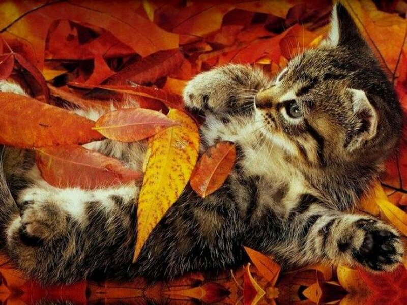 Kitten in Autumn Leaves — Orange, Peaceful, Photograph, Paws