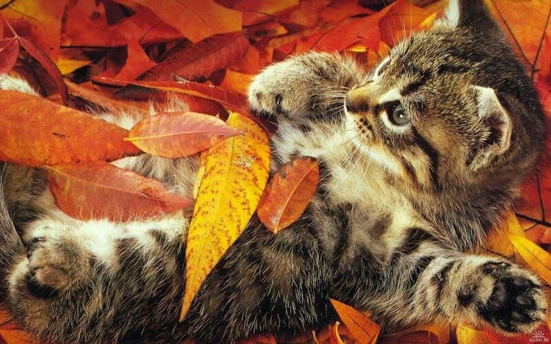 Kitten in Autumn Leaves — Orange, Peaceful