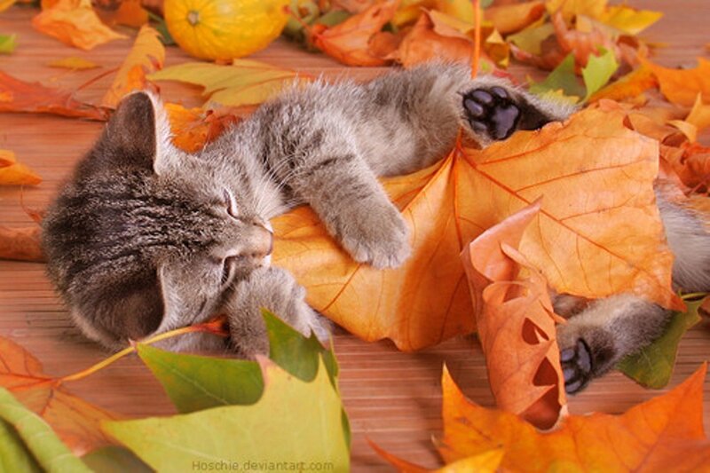 Kitten in Autumn Leaves — Orange