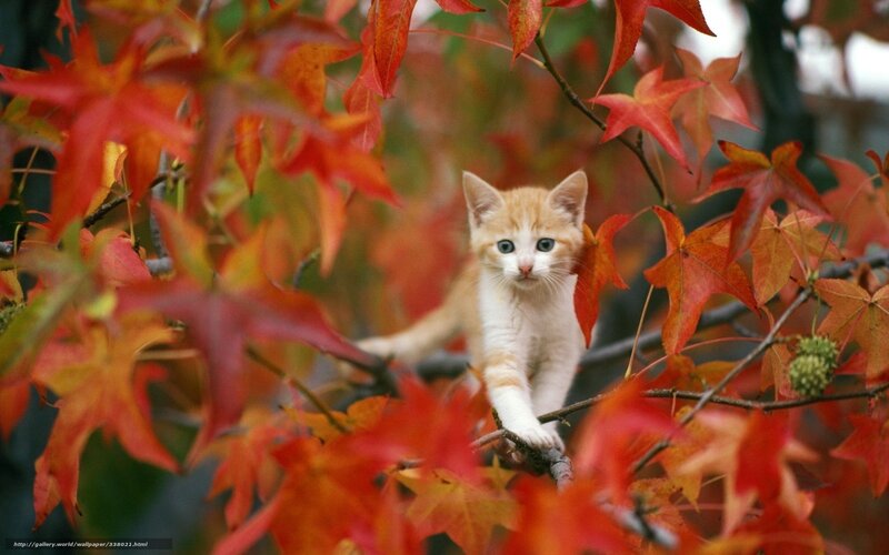 Kitten in Autumn Leaves — Red