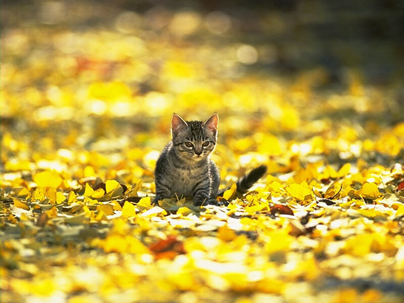 Kitten in Autumn Leaves — Yellow, Serene