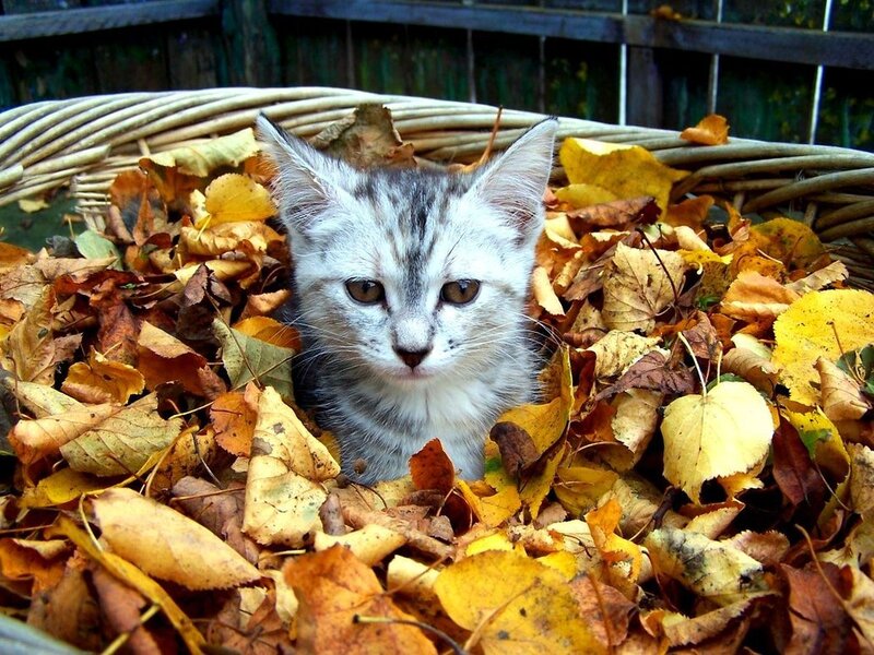 Kitten in Autumn Leaves — Yellow