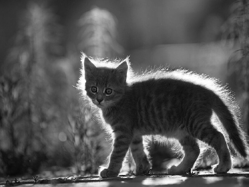 kitten in backlight