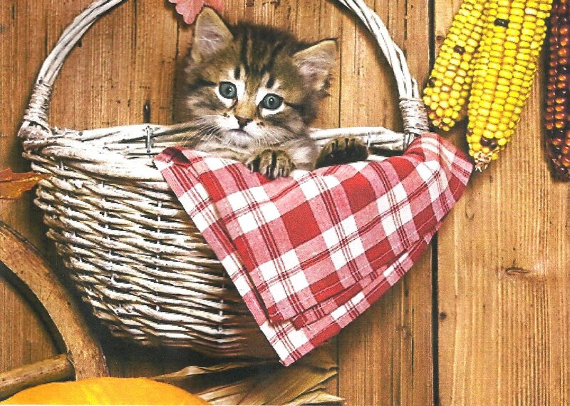 Kitten in Basket — Brown, Calm, Autumn