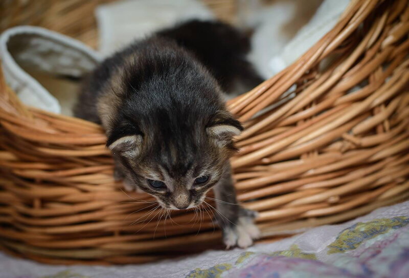 Kitten in Basket — Brown, Calm, Photograph, Blanket