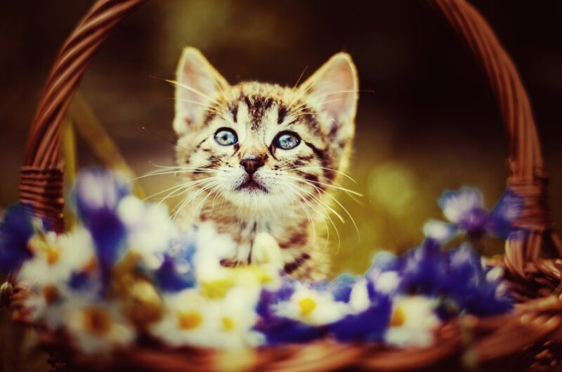 Kitten in Basket — Brown, Calm, Photograph, Flowers