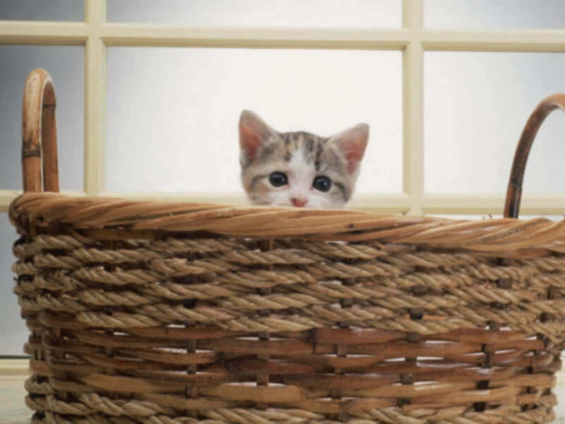 Kitten in Basket — Brown, Calm, Photograph