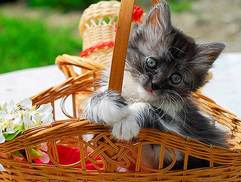 Kitten in Basket — Brown, Calm, Spring