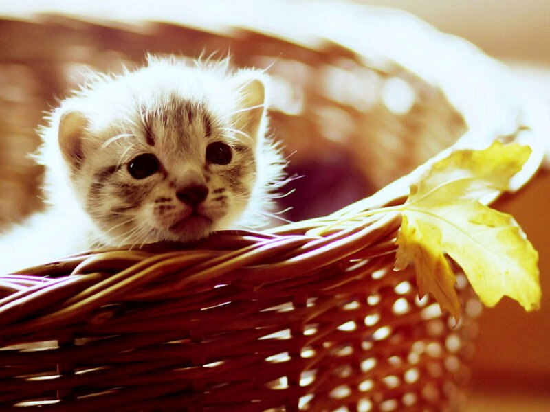 Kitten in Basket — Brown, Calm