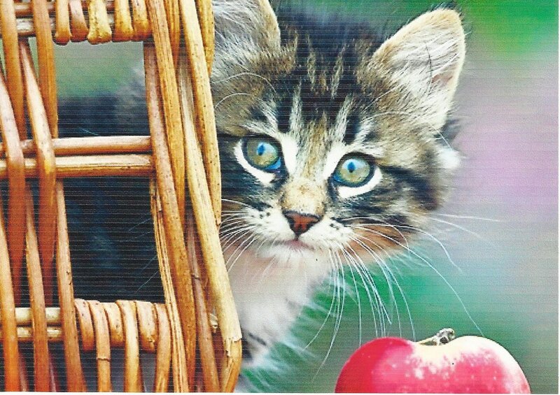 Kitten in Basket — Brown, Curious
