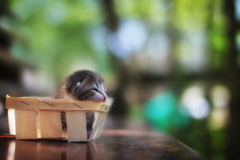Kitten in Basket — Brown, Peaceful, Afternoon