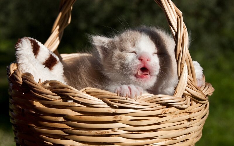 Kitten in Basket — Brown, Peaceful