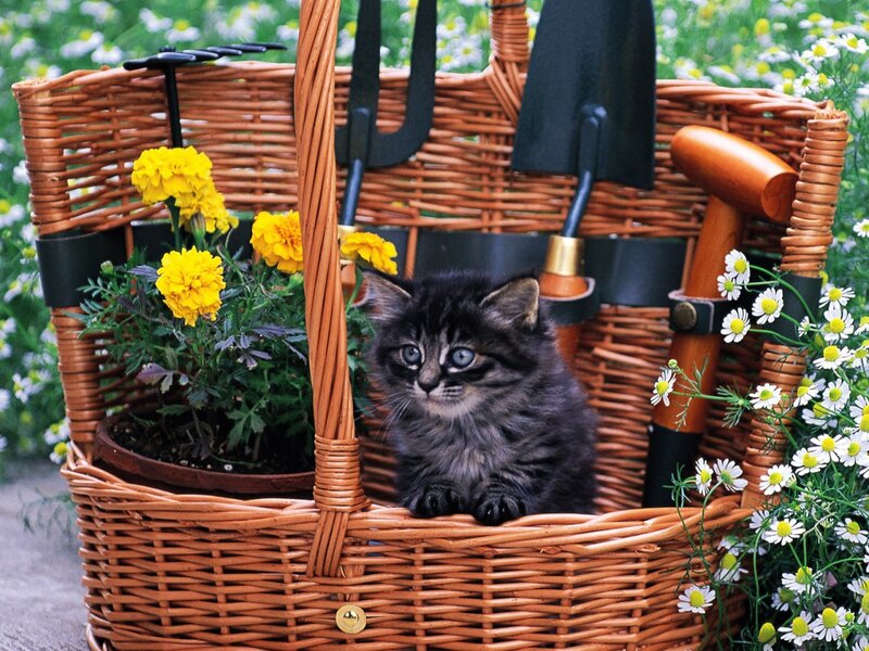 Kitten in Basket — Brown, Serene, Spring