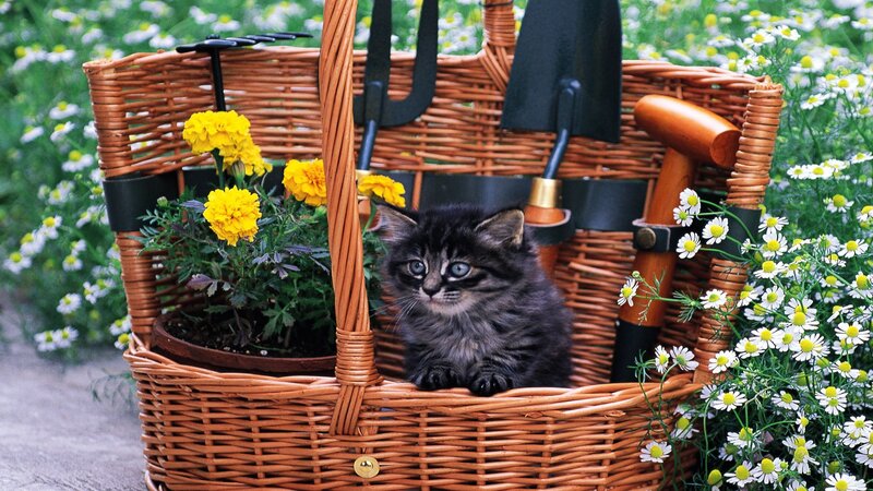 Kitten in Basket — Brown, Serene