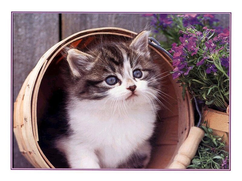 Kitten in Basket — Brown