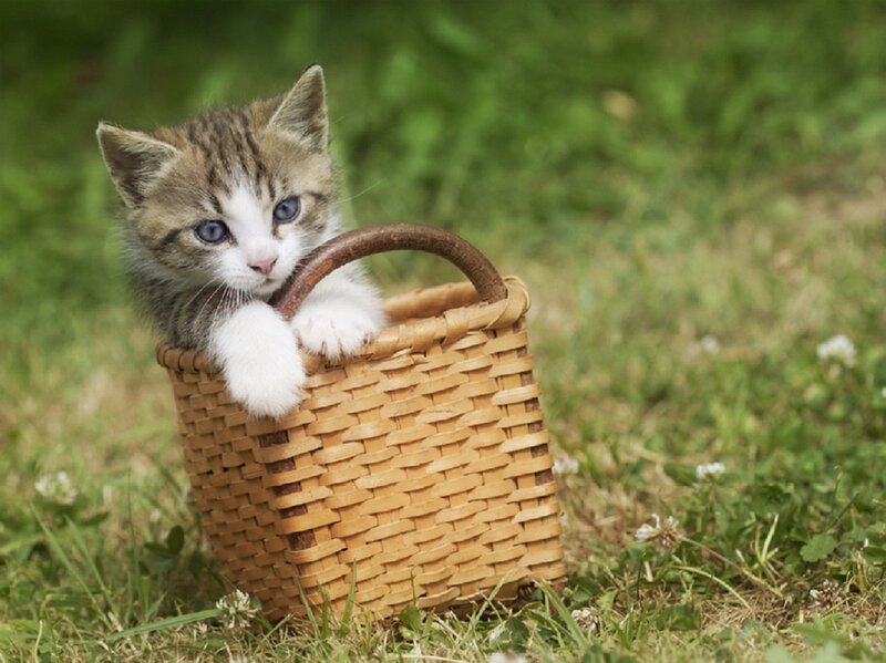 Kitten in Basket — Green, Calm, Afternoon