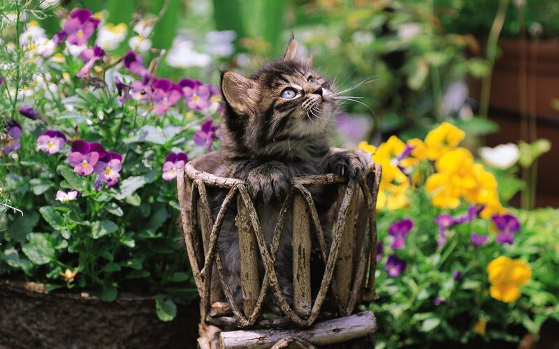 Kitten in Basket — Green, Calm, Spring, Photograph, Flowers