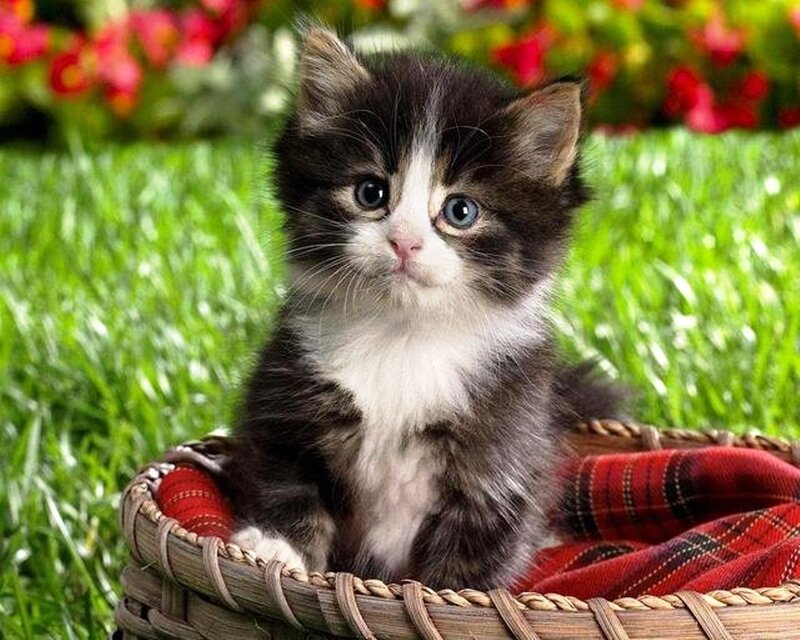 Kitten in Basket — Green, Calm, Spring, Photograph, Grass
