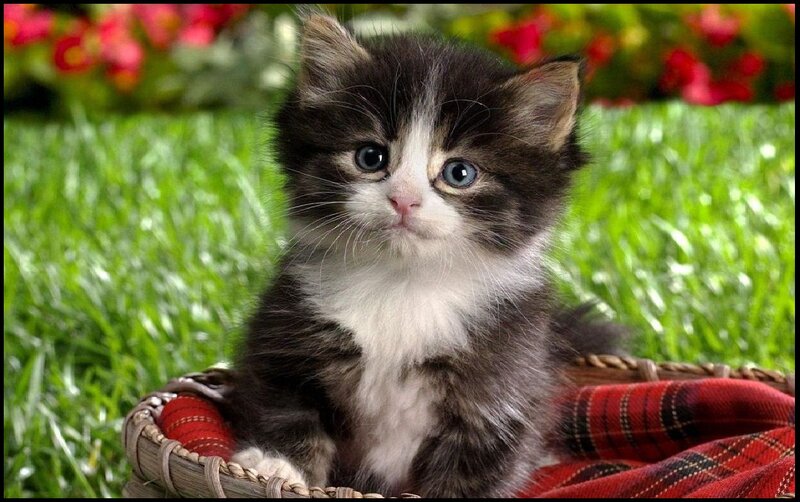 Kitten in Basket — Green, Calm, Spring, Photograph