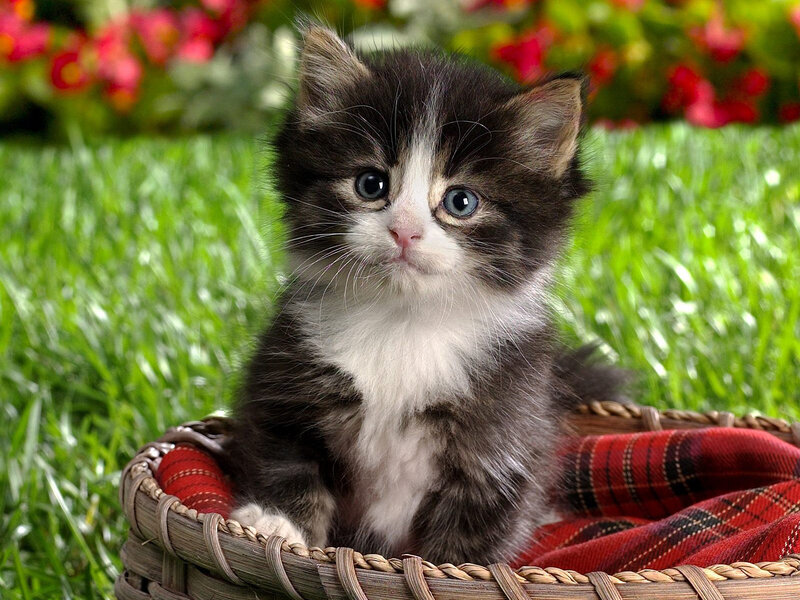 Kitten in Basket — Green, Calm, Spring