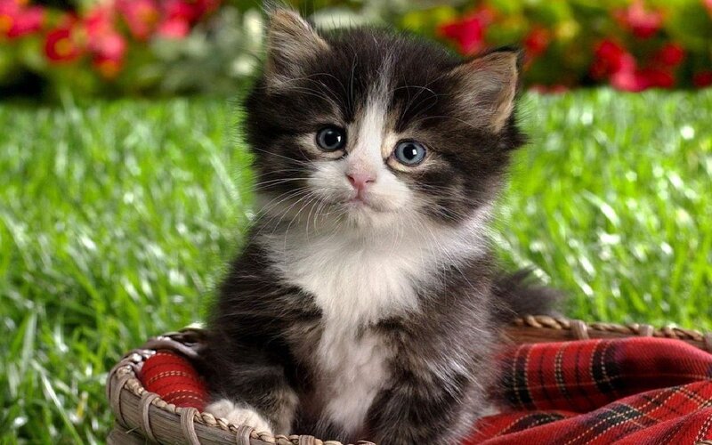 Kitten in Basket — Green, Calm