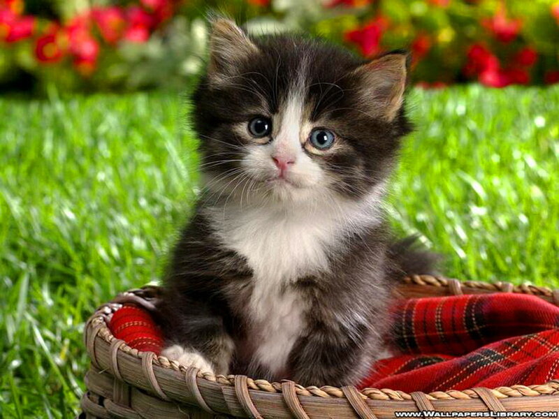 Kitten in Basket — Green, Peaceful