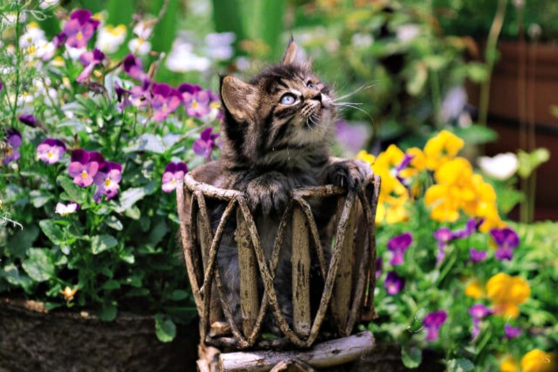 Kitten in Basket — Green, Serene