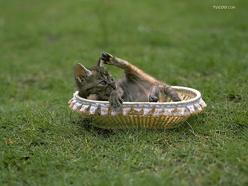 Kitten in Basket — Green