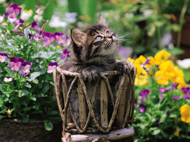 Kitten in Basket — Purple, Calm