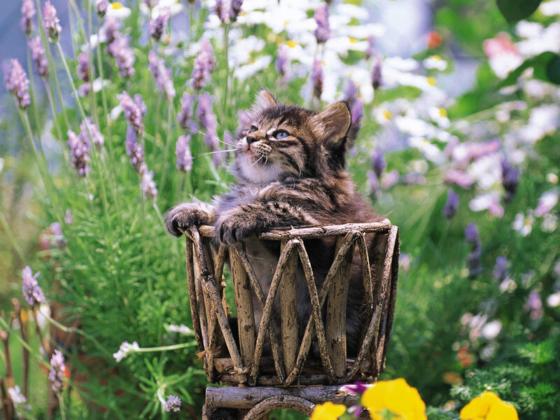 Kitten in Basket — Purple