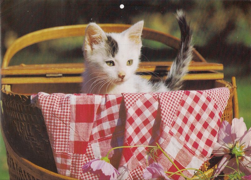 Kitten in Basket — Red