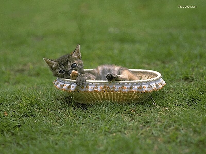 Kitten in Basket