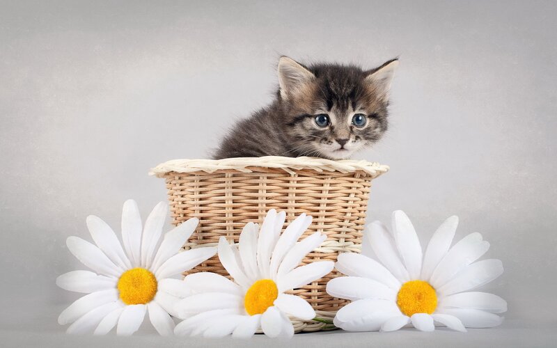 Kitten in Basket — White, Calm, Photograph, Daisies