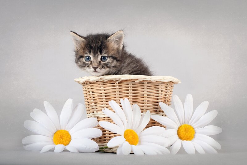 Kitten in Basket — White, Calm, Photograph