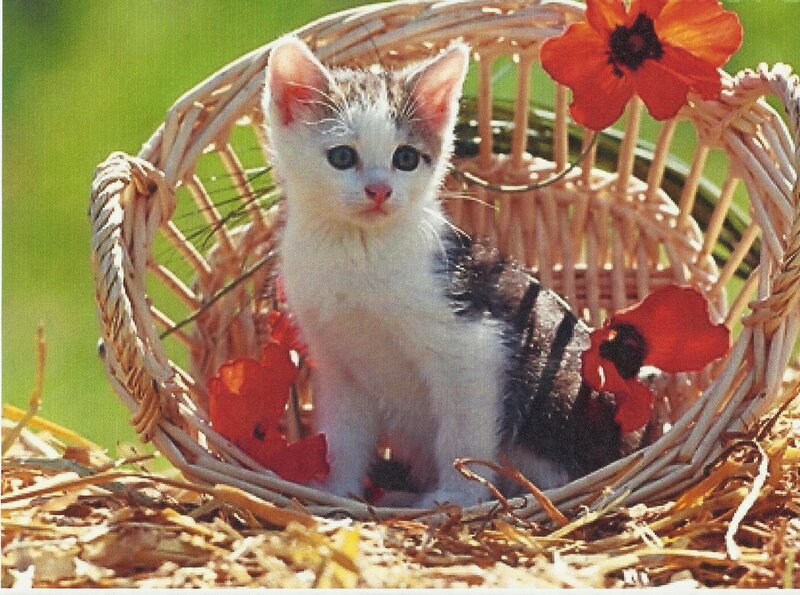 Kitten in Basket — White, Calm