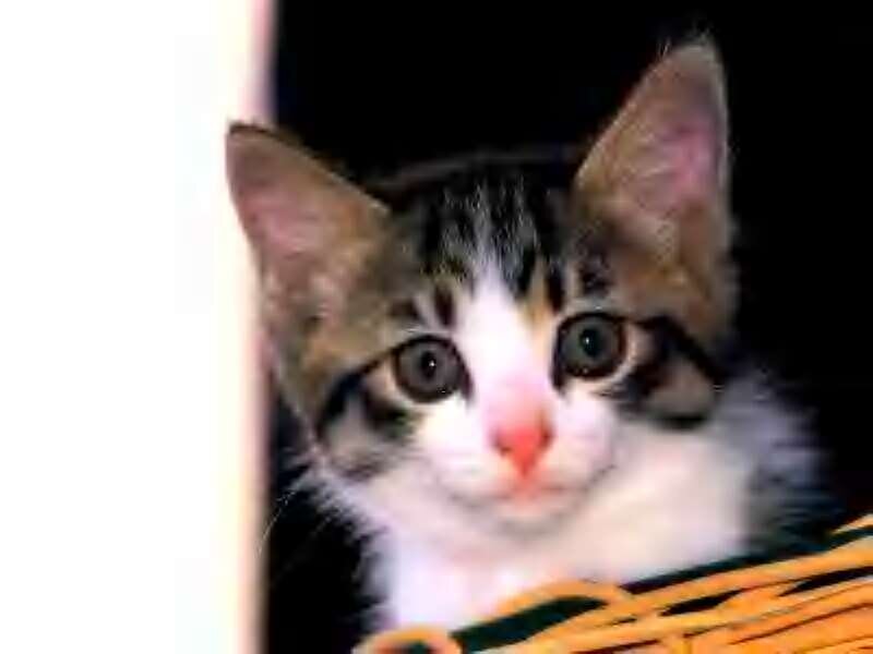 Kitten in Basket — White, Curious
