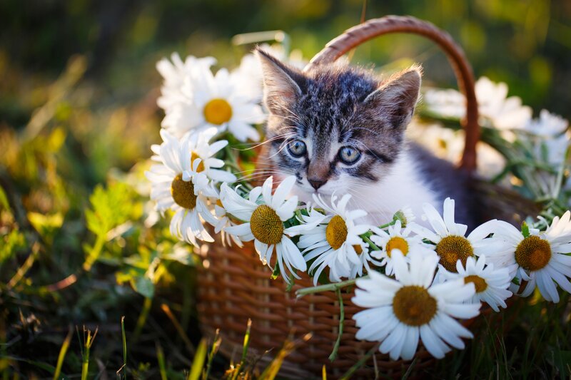 Kitten in Basket — White, Serene
