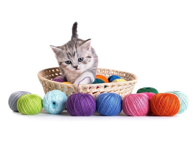 Kitten in Basket — White