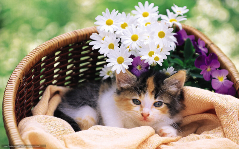 kitten in basket with flowers