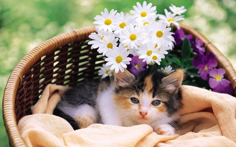 kitten in basket with flowers