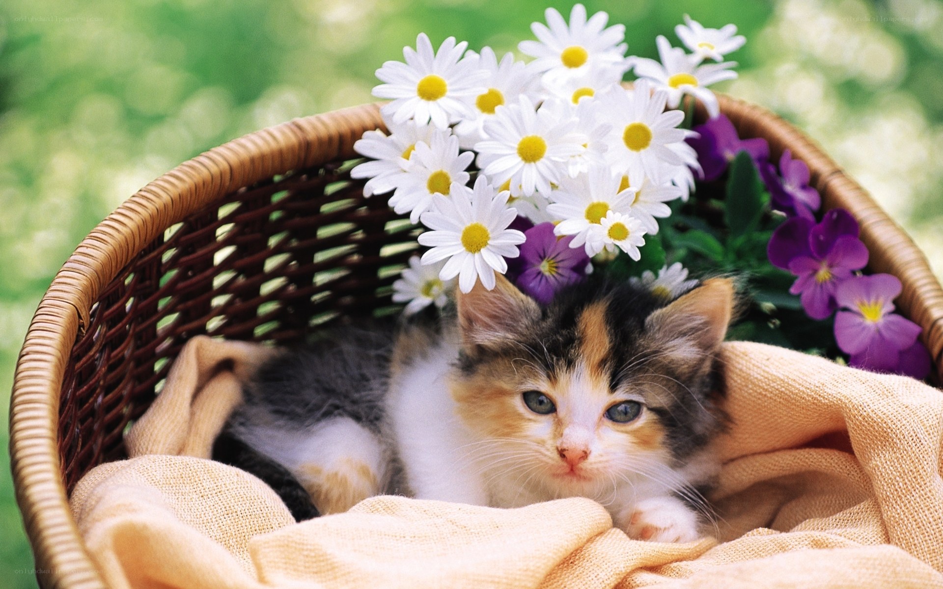 kitten in basket with flowers